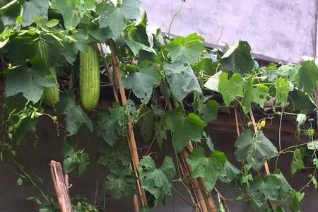 爬藤豆有哪些