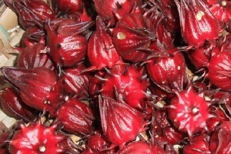 怎样判断玫瑰茄成熟可以采收