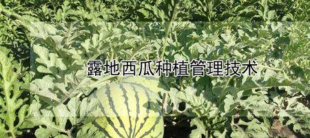 土地表皮取掉一米后能种西瓜吗