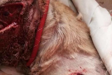 狗狗被施暴后果