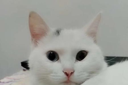 鲁白猫贵吗