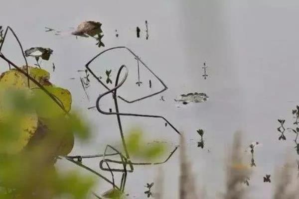 繁华落尽一场空出自哪里
