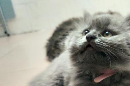 长毛蓝猫为什么不能养