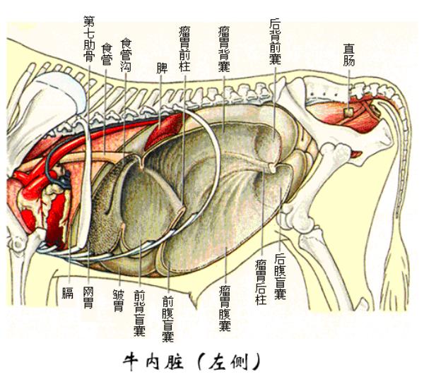 家畜解剖学定义