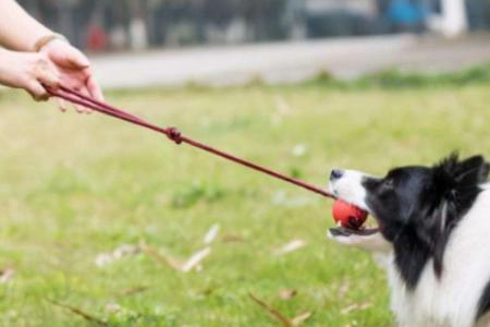 三个月的边牧能不能给他梳毛