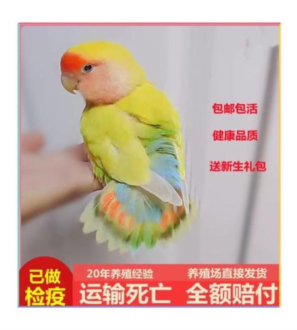 绿桃鹦鹉怎么分公母大图