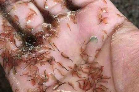 没有丰年虾怎么喂水母