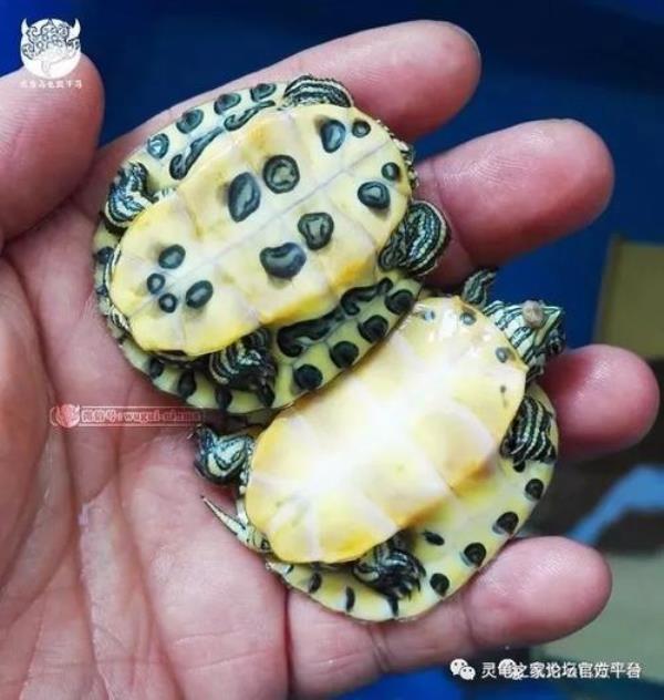 黄耳龟发色什么样