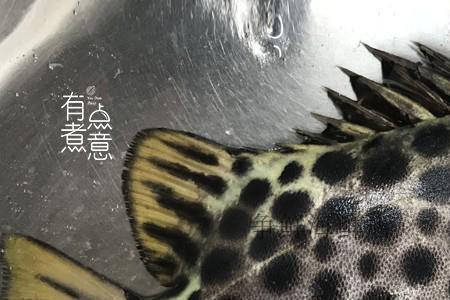 金鼓鱼怎么杀才不苦