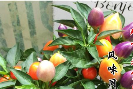 五彩椒盆栽可以放室内吗