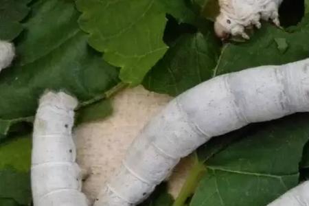 蚕应该生长在什么样的环境内