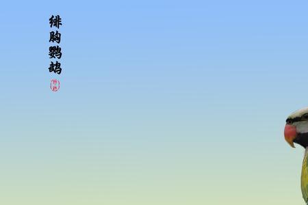 亚历山大和绯胸鹦鹉哪个好