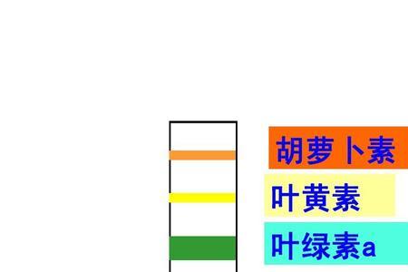 叶绿素a的元素组成