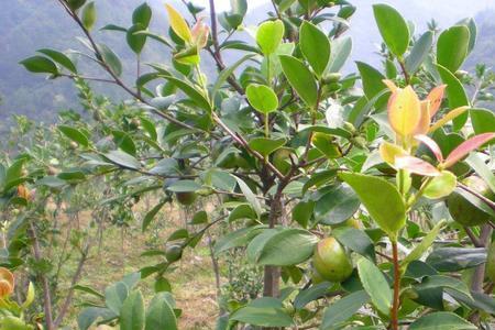 油茶树和山茶树有何区别