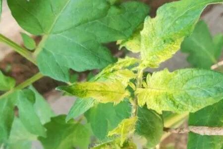 噻唑锌能与尿素混用吗