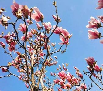 春暖花开处处香是什么意思