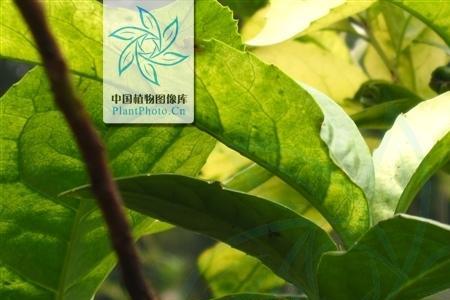 广东植被类型与特点