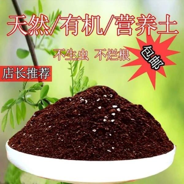 椰砖能直接种豆芽吗