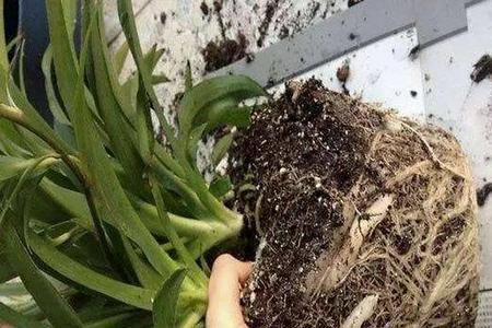玉米用的缩节胺能给花卉用吗