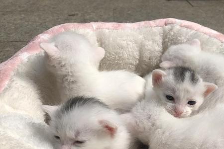 猫在家里生崽好吗