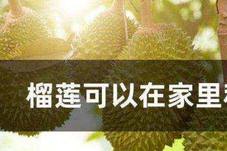 新会可以种榴莲吗