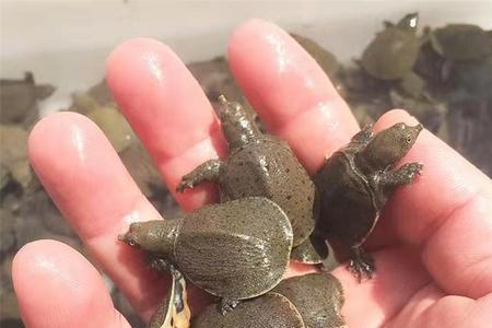 珍珠鳖的养殖每亩放多少苗
