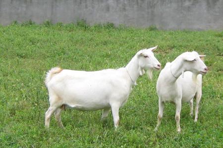 奶山羊为啥叫奶山羊