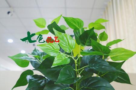 绿萝3是塑料的吗