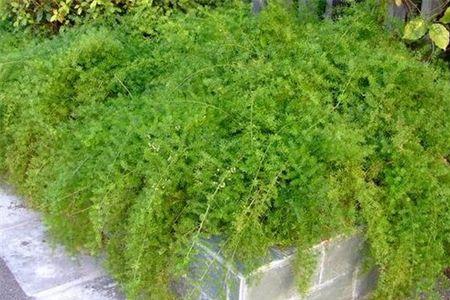 天门冬的生长期是多少天
