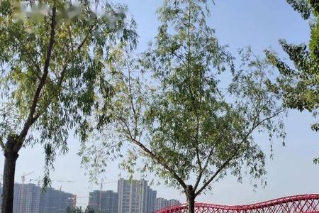 胶州上合区如意湖是人工湖吗