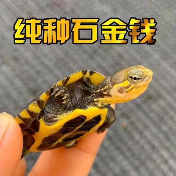 金钱龟幼苗多少钱一只
