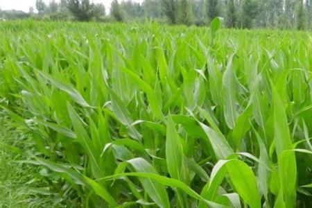 河南玉米种植最佳时间