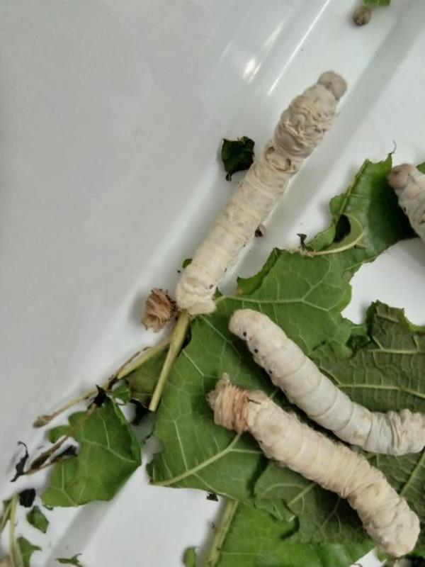 蚁蚕蜕皮是什么样子