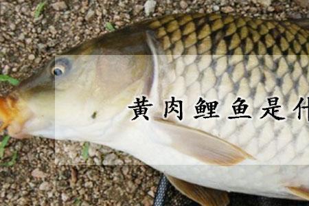 金背鲤鱼好吃吗