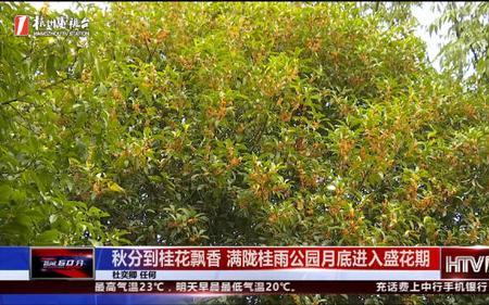 桂雨飘香意思