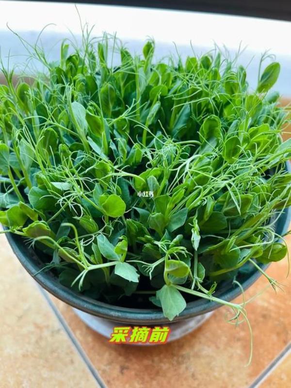 新采摘的豌豆尖怎么保存