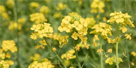 花生茬能种油菜籽吗