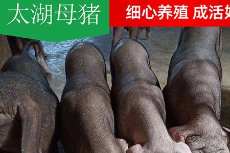 太湖母猪饲养方法