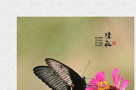 两心和影共依依意思