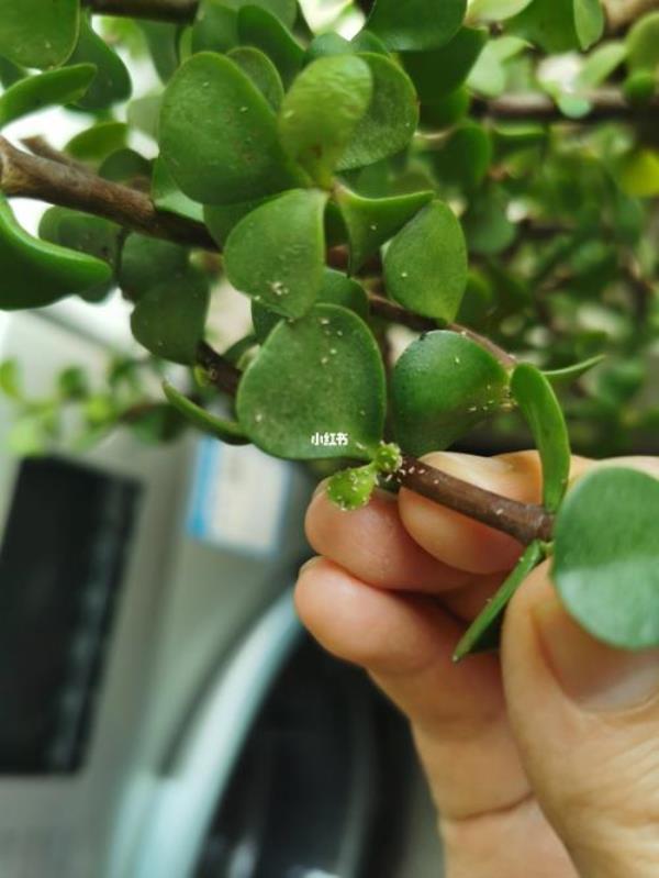 多肉植物长了根结线虫怎么办