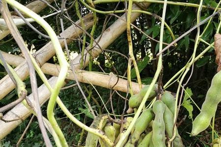 白珍珠豆种植技术