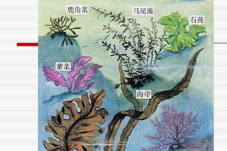 藻类植物会不会开花