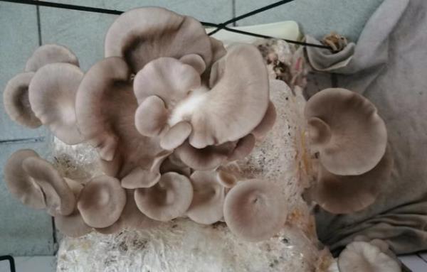 鲜蘑的种植方法家庭