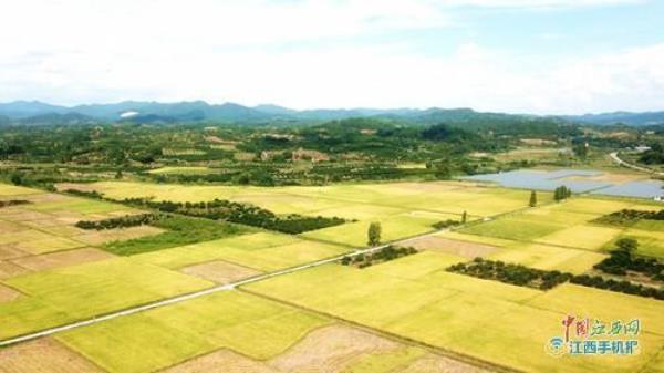 各省高标准农田面积排行榜