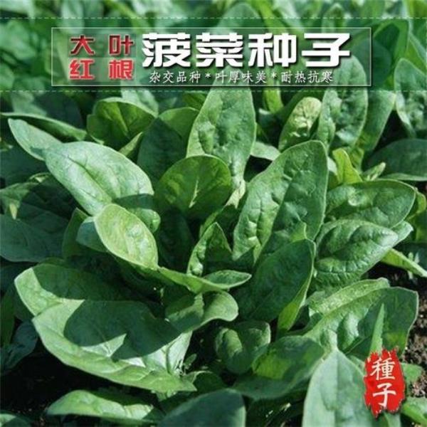 2021年的波菜子还能种吗