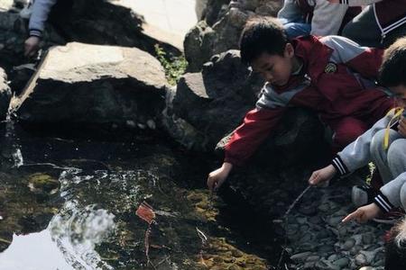 寻树之旅幼儿园家长评价