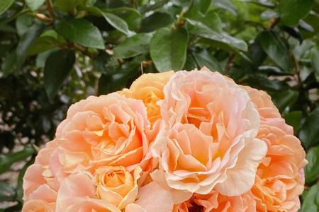 peach profusion是什么月季