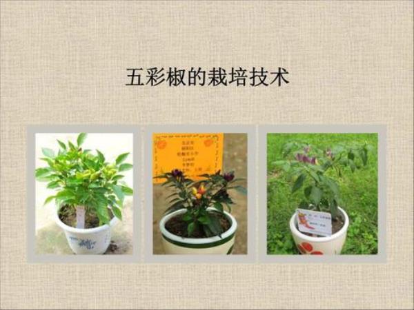 植物栽培入门教程