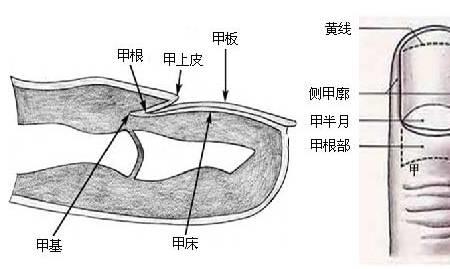 尖韧的意思