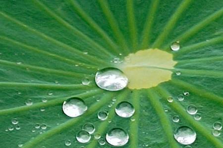 小水珠说荷叶是我的家仿写句子